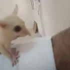 السنجاب الطائر