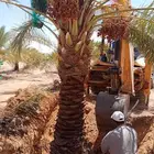 نخل للبيع مثمر بيع نخل سكري اخلاص برحي مجدول صقعي