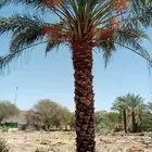 يوجد لدينا نخل للبيع علا جميع المقاسات ا لا مناسبة ونوايع