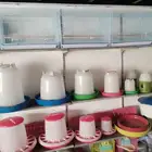 محل قطه وطير