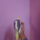تم تم البيع