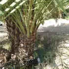فسايل احجام كبار قرين لبيع سكري برحي مجدول عنبره عجوه صفاوي