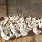 للبيع بط بكين العمر من شهرين الى ثلاث شهور العدد 45 جوز