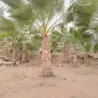 البيع نخيل