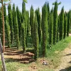 تنسق حدائق وشبكه الرأي