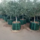 ابوشايف للمقاولات