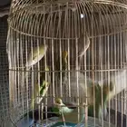 مجموعه طيور حب للبيع ذكور واناث