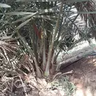 فسائل شيشي وبرحي ممتازة