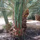 نخيل مثمر نخل فروخ جثايث نقايل اخلاص سكري صقعي مجدولي واشنطن