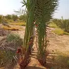 نخيل