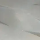 شركة تنظيف خزنات بالطائف