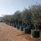 زيتون ونخل زينه