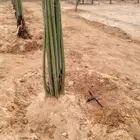 نخل فسائل جميع الانواع والاحجام بالقصيم