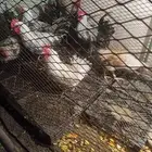 ديوك بلدي للبيع