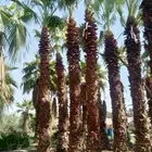 بيع انواع النخيل والشجر والعشيب والورد وتنظيف النخيل وشجره