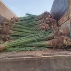 نخل فسائل