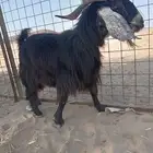 تيس فحل