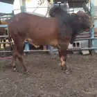 حيسل بلدي