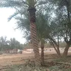نعم الجميع اشغال النخيل تقريب عربي تكريب هلالي تكريب واشنطن