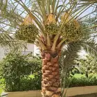 زراعي فني منسق نخيل العربي والواشنطني نظافه عامه تكريب لقاح