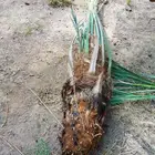 نخل وجثايث القصيم نخل خلي من المراض علااشرط