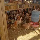 دجاج بلدي بياض