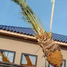 نخل الرياض شقراء الحوطه القصيم جده نخيل فروخ نقايل فسايل
