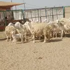 10 غنم حريات صغار أسنان يتبعها 7 بهم