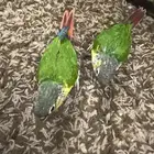 كنيور يلوسايد