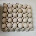 بيض بط بح مخصب تخصيب عالي القصيم