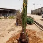 نخل للبيع طيب اخلاص سكري برحي صقعي مجدول هلالي
