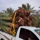 نخل للبيع جميع انواع انخيل المثمار وزينه