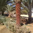 نخيل واشنطن ونخل عربي