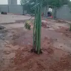فسايل النخيل