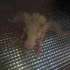 القريات