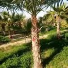 ابوياسين لبيع جميع انواع النخيل البلدي والواشنطن والفسيل