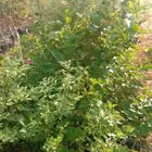 فرصه لأصحاب المشاتل شتلات جيده وفي مستوى جيد ومتنوعه البيع ج