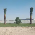 زراعه نخيل