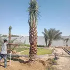 مقاولات عامه شبوك وزراعه نخيل