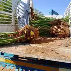 نخل وجثايث القصيم