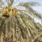 توجد الينا أكثر من مزرعه نخل عربي لا بيع ثمرت النخل
