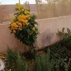 زهور الروضه