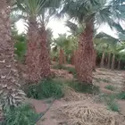 تركيب شبوك وزراعة النخيل
