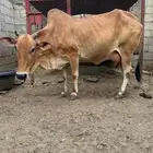 بقره دافع واصله