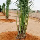 نخل للبيع صقعي عنبر خضري هلالي نخيل جثايث نقايل سكري برني
