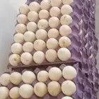 بيض بط بكيني مخصب شرط