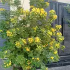 مشتل تنسيق حدائق