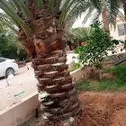 توريد وتكريب وقلع وغرس جميع انواع النخل
