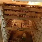 فقاسة يدوية عشرة ارفف فقاسة رائع