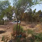 اشجار سدر بلدي محضن وبمراكن